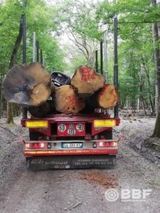 Sciages des bois pour la charpente de Notre Dame de Paris