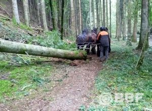 Travaux de recul de résineux en bordure de rivière Commune Le Vernet 03 – 2021